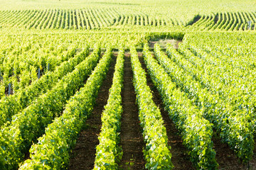 vineyards near Gevrey-Chambertin,Cote de Nuits,Burgundy, France