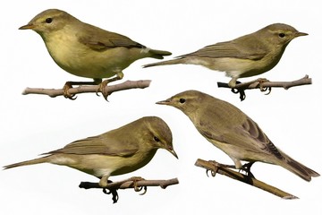 Chiffchaff isolated on white, phylloscopus collybita