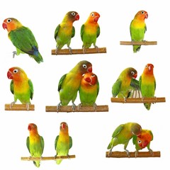 Set lovebirds agapornis-fischeri isolated