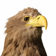 White tailed Eagle isolated on white haliaeetus albicilla