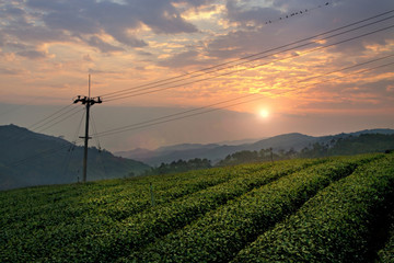 Fototapeta na wymiar tea plant field
