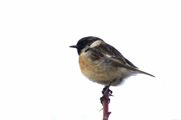 Common Stonechat isolated, Saxicola torquata