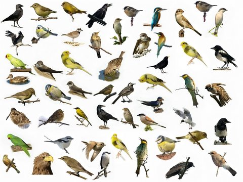 Set of 54 different photographs of birds isolated