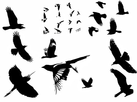B&W silhouette birds in flight