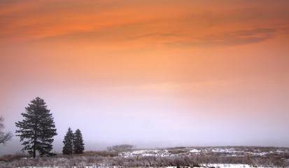 Foggy winter scene