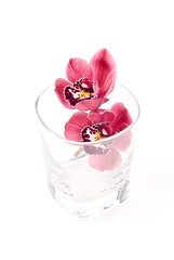 Orchids in a Glass Cup