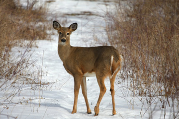 White-tailed Deer Odocoileus virginianus