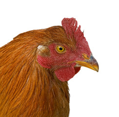 Gallo