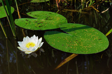 Blooming water lily