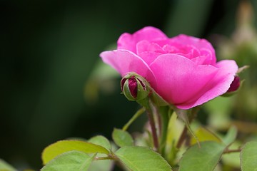 Beatiful pink rose