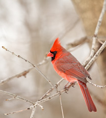 Northern Cardinal, Cardinalis cardinalis