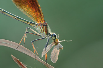 Caballito del diablo (zygoptera)