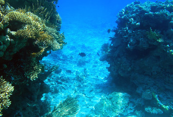Naklejka na ściany i meble Rafa koralowa Morza Czerwonego