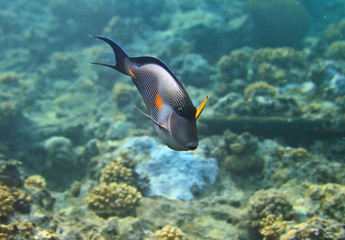 Blue surgeonfish