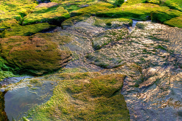 Moss Covered rocks in a small river