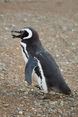 Magellanic penguin with a stone in its beak