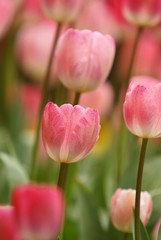 Tulip flowers