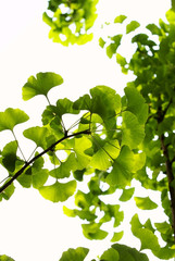 Ginkgo leaves