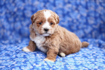 Shipoo Designer Puppy