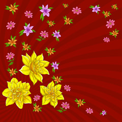 Background, flower narcissus