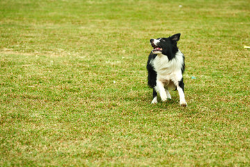 Border collie dog running