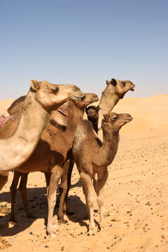 Arabian Camels