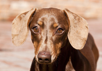 Closeup portrait of dark brown Dachshund in sunlight