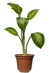 Dieffenbachia Zimmerpflanze