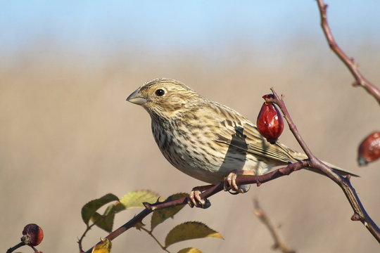 Corn Bunting Miliaria Calandra