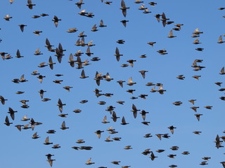 photo of flock of birds