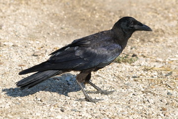 Rook Corvus frugilegus