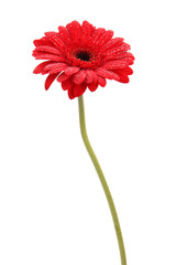 Red gerbera on white background