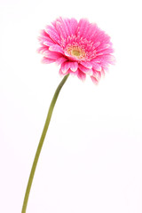 Obraz premium pink gerber flower on white background