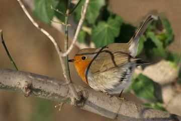 Robin Erithacus rubecula