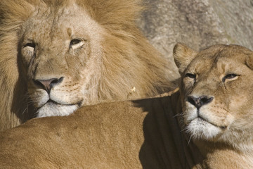 Portraits eines Löwenpaares