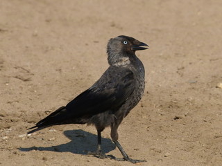 Jackdaw Corvus monedula