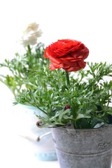 ララナンキュラス