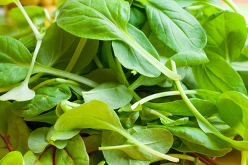 Organic Spring Mix Lettuce