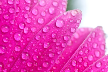 Beautiful flowers gerber