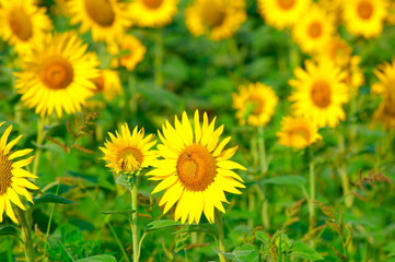 Obraz premium beautiful sunflowers outdoors