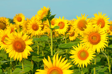 beautiful sunflowers outdoors