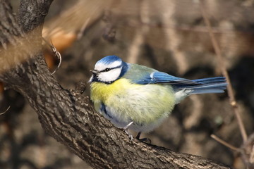 Blue Tit Parus caeruleus