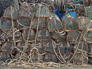 Hummerreusen im Hafen von Bueu, Spanien