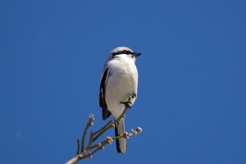 Northern Grey Shrike, Lanius excubitor,