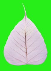 half transparent skeleton  leaf separated