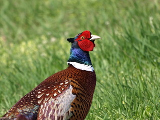 Portrait Common Pheasant Phasianus colchicus
