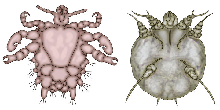 par&aacute;citos del cuerpo humano