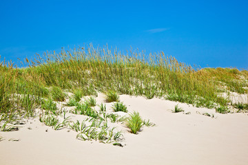 grass on a beach during stormy season