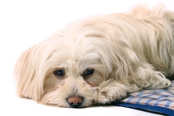 kleiner träumender Hund