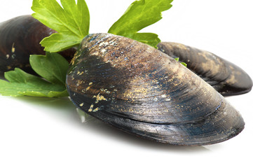 Mussel-Cozze close up on a white background
